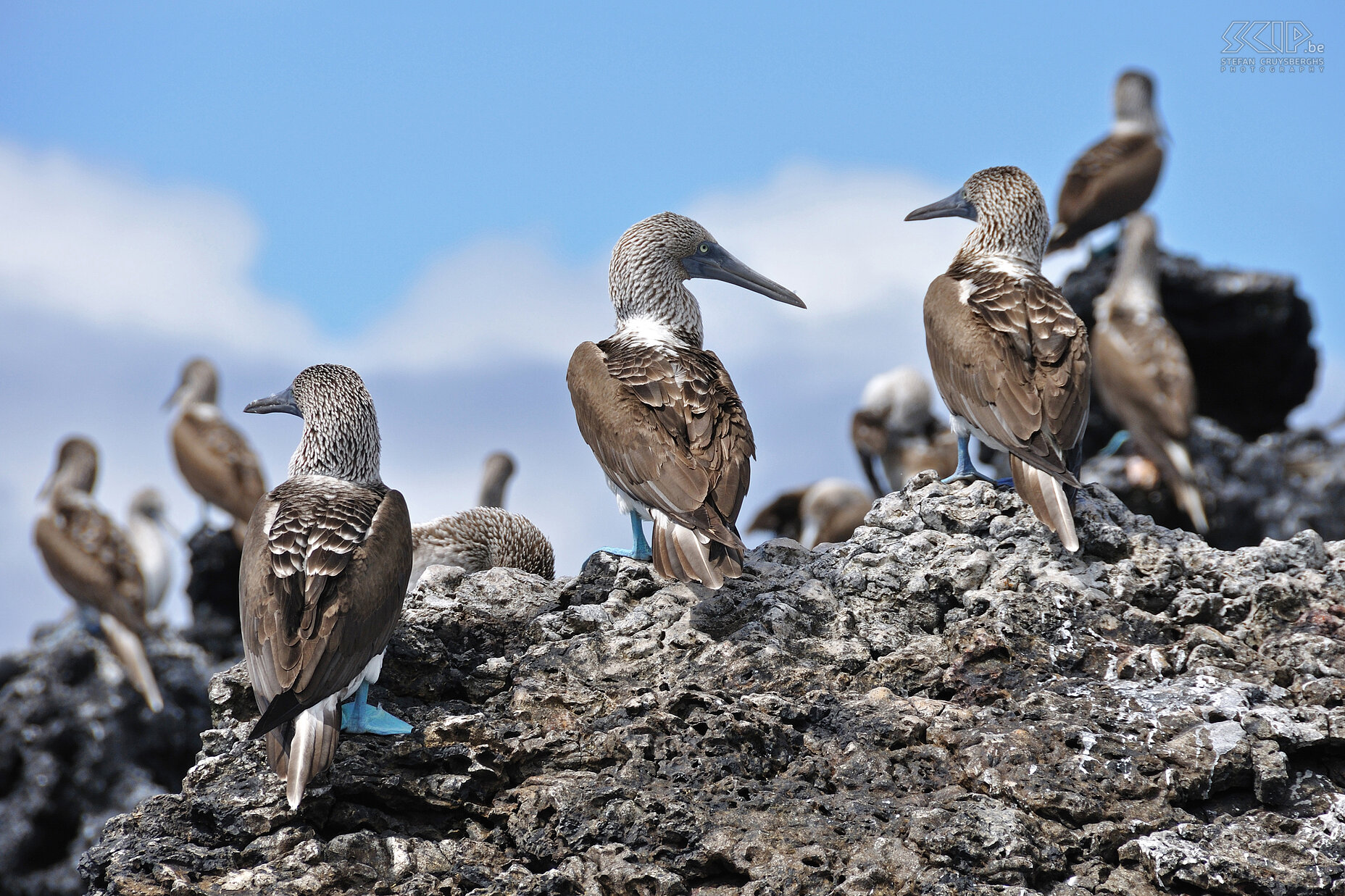 Galapagos - Isabela - Blue-footed boobies The blue-footed booby belongs to the family of the Gannet. They can be easily identified by the blue legs and blue beak and they are not afraid of people. This animal lives in several places in South America. Stefan Cruysberghs